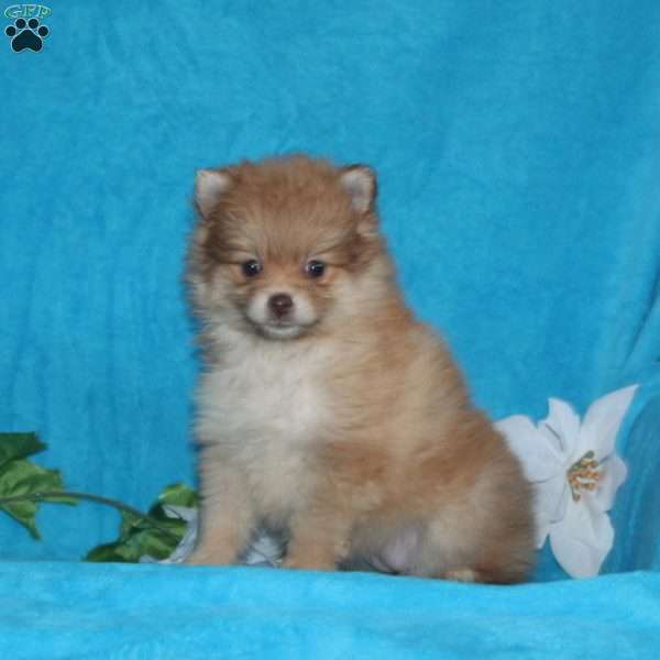 Beauty, Pomeranian Puppy